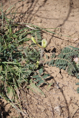 Astragalus longipetalus