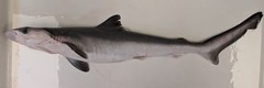 Brazilian Sharpnose Shark photo 3