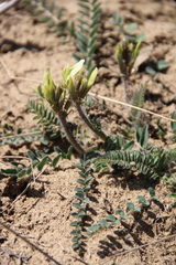 Astragalus longipetalus