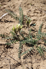 Astragalus longipetalus