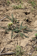 Astragalus longipetalus