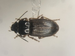 Anisodactylus sanctaecrucis
