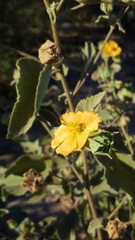 Abutilon californicum