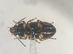 Anisodactylus sanctaecrucis