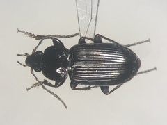 Pterostichus vernalis