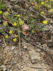 Dorcadion cinerarium