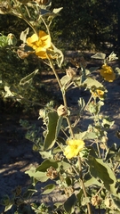 Abutilon californicum