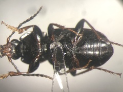 Pterostichus vernalis