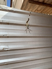 Trichonephila sexpunctata