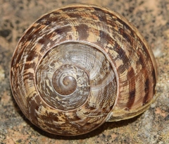 Iberus alonensis
