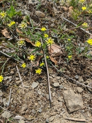 Dorcadion cinerarium