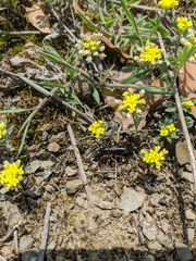 Dorcadion cinerarium