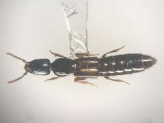Gyrohypnus campbelli