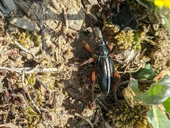 Dorcadion cinerarium