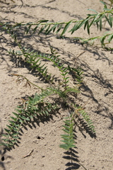 Astragalus bakuensis