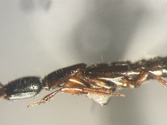 Gyrohypnus campbelli