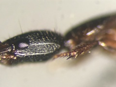 Gyrohypnus campbelli