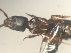 Gyrohypnus campbelli
