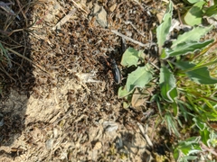 Dorcadion cinerarium