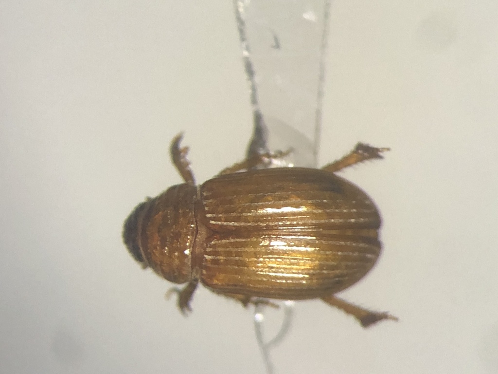 Pierotti's small dung beetle