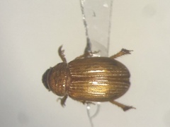 Psammodius pierottii