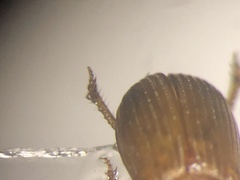 Psammodius pierottii