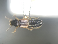 Bledius aquilonarius