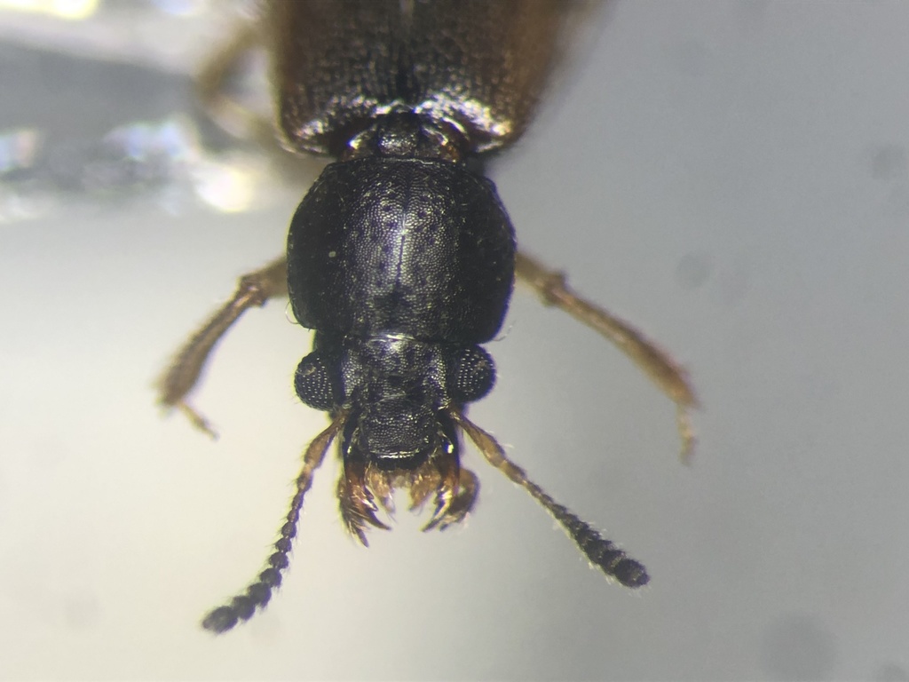 Bledius aquilonarius