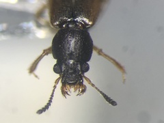 Bledius aquilonarius