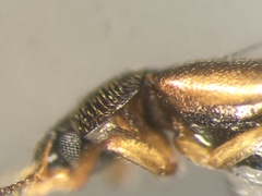 Bledius aquilonarius
