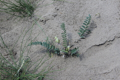 Astragalus longipetalus