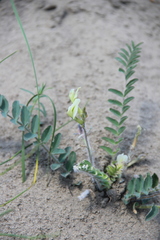 Astragalus longipetalus