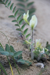 Astragalus longipetalus