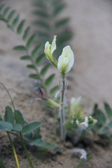 Astragalus longipetalus