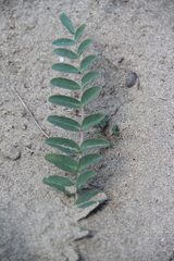 Astragalus longipetalus