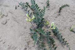 Astragalus longipetalus