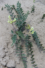 Astragalus longipetalus