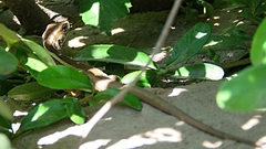 Liolaemus gravenhorstii