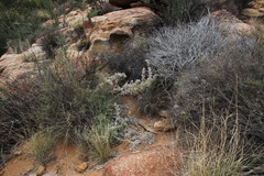 Berkheya spinosissima