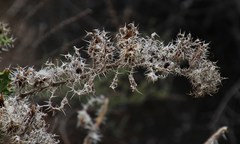 Berkheya spinosissima