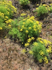 Lomatium klickitatense