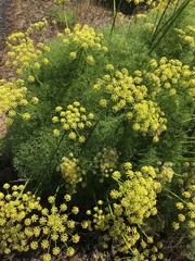Lomatium klickitatense