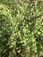 Selaginella apoda