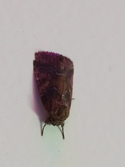 Spodoptera pectinicornis