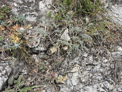 Astragalus onobrychioides