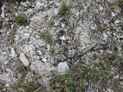 Astragalus onobrychioides