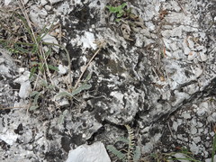 Astragalus onobrychioides