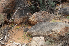 Jamesbrittenia pedunculosa