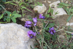 Astragalus onobrychioides