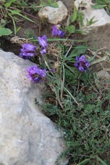 Astragalus onobrychioides